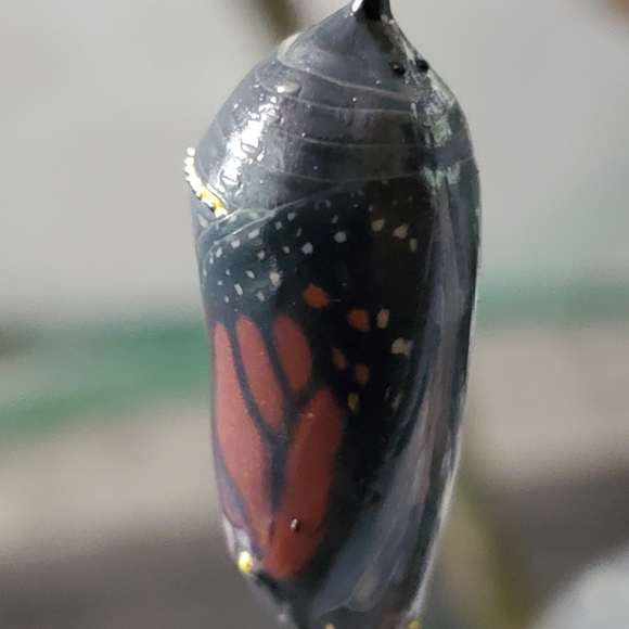 Meet your Posher, Teresa - Picture 5 of 16